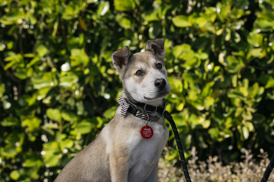 A brown dog with a red Auckland Council registration tag on their collar, sitting by a green hedge
