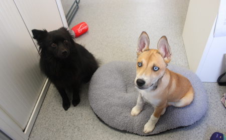 Te Waihou (ON HOLD) tile image