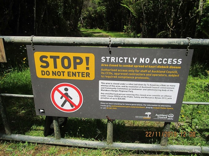 Auckland Council initiates first kauri dieback prosecution