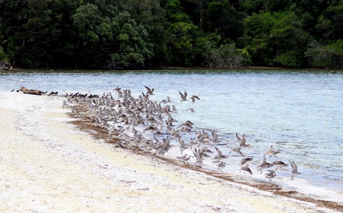 Godwits DO NOT REUSE ON OTHER ARTICLES