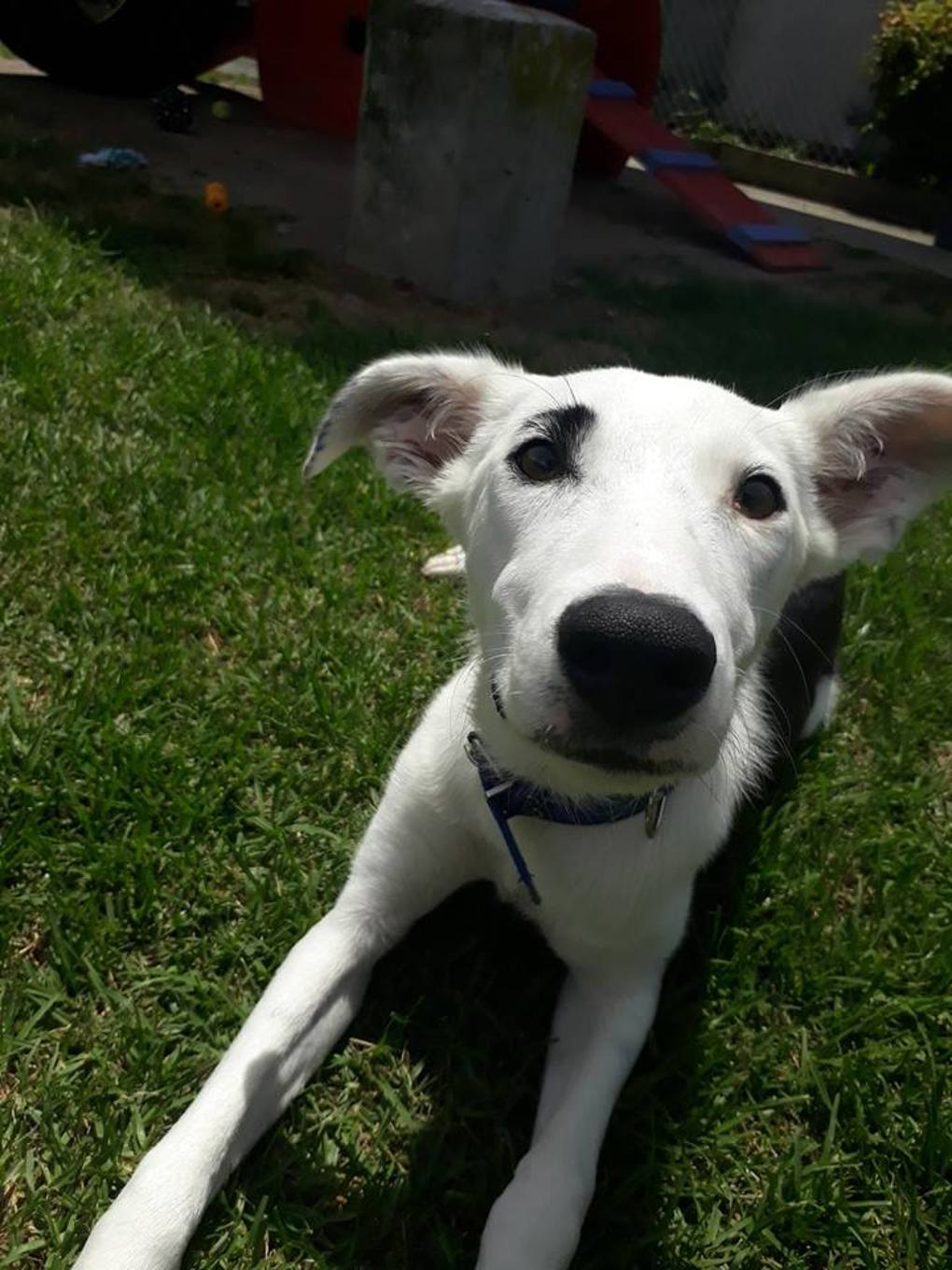 Adorable adoptables: Solo
