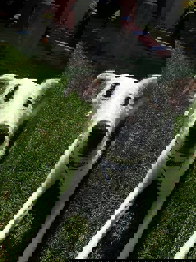 Adorable adoptables: Solo