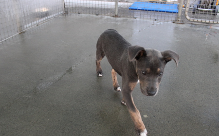 Tongariro (ON HOLD) tile image