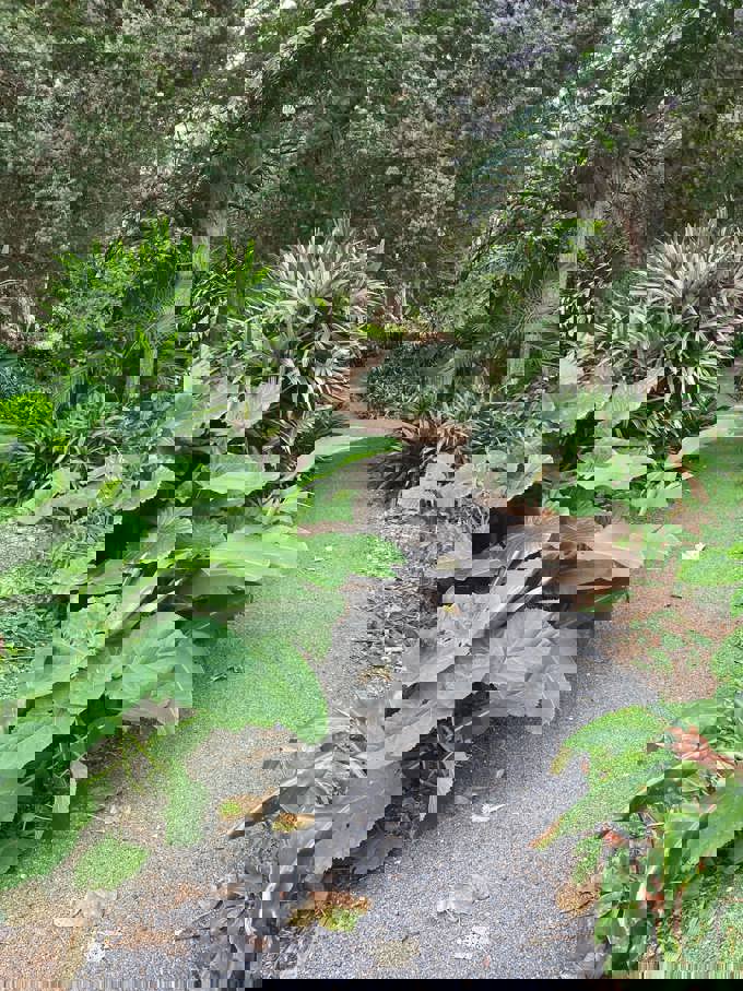 Walking meditation-min_0vemcc2c.jpg