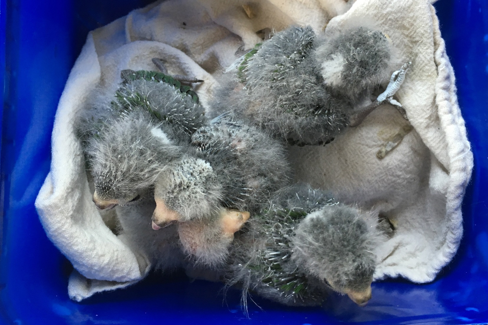 Rare parakeet chicks hatch at Auckland Zoo - OurAuckland