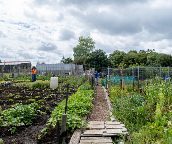 A planted community garden in the foreground with volunteers in the background