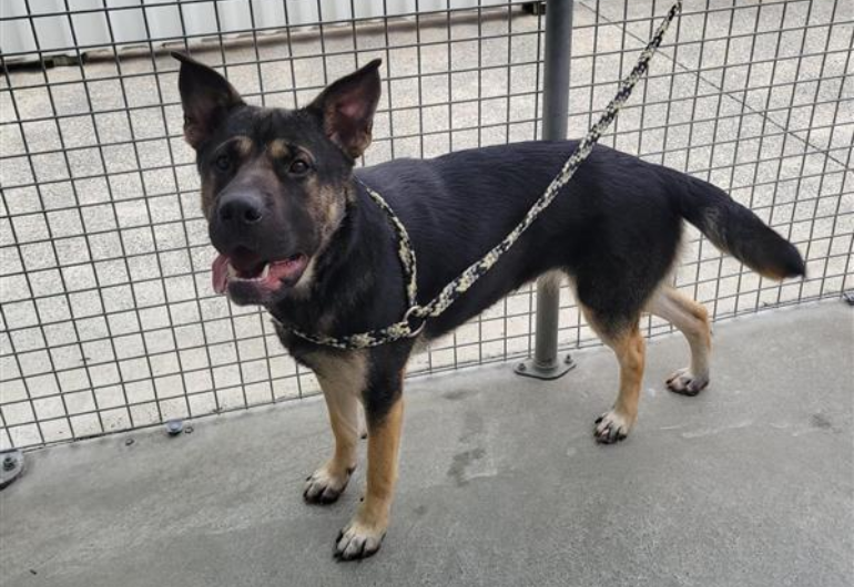 Dog Tile Image Noodle 4 770X530