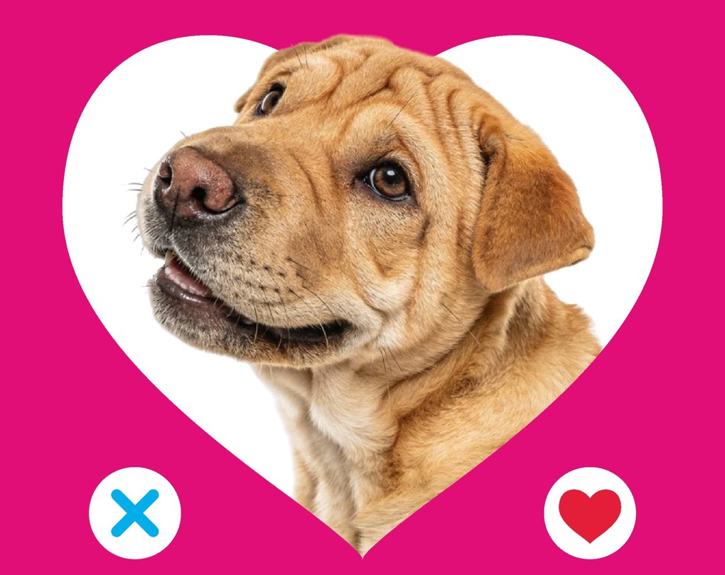 Adoptable Dogs 3