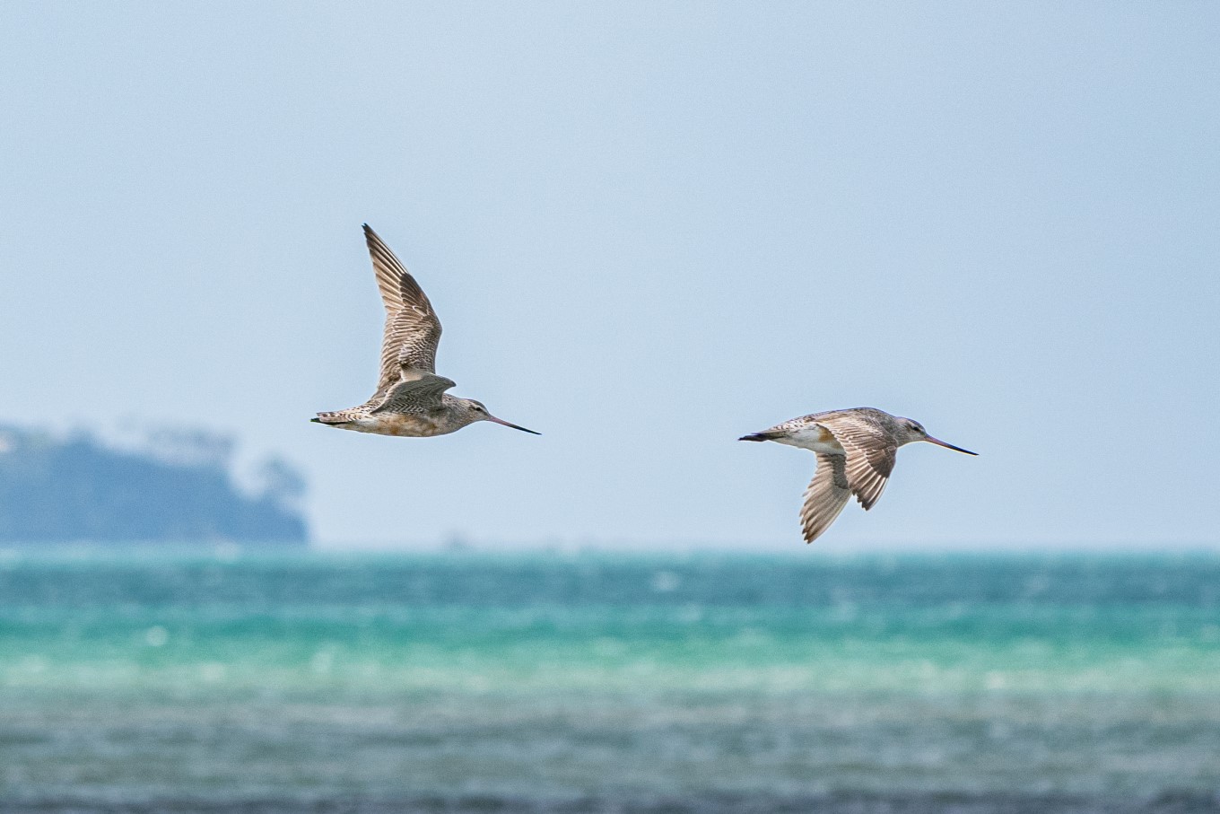 Kuaka were a mysterious bird in Māori mythology due to their disappearing act. They were believed to accompany the spirits of the departed and to live in the ancestral homeland Hawaiki.