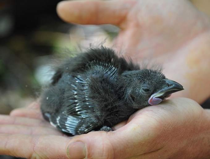 Accolades for three ecological initiatives