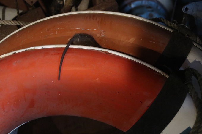 Pest-proofing as boaties prepare to return to the water (1)