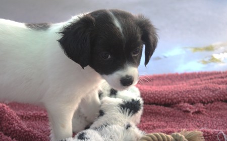 Squirtle (ON HOLD) tile image