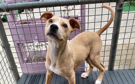 Maple (ON HOLD) tile image