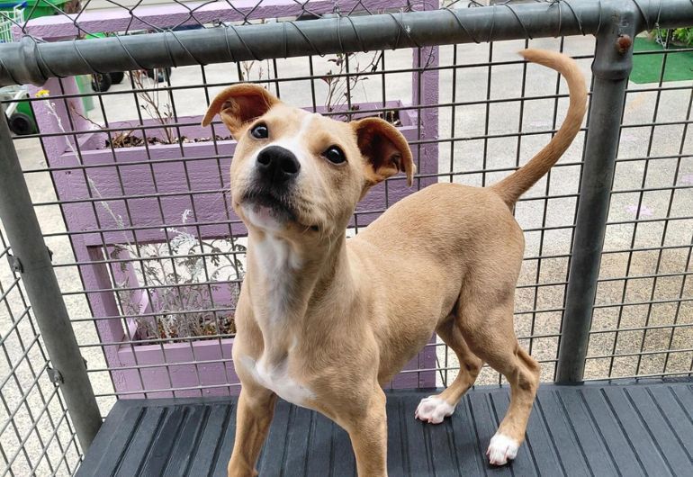 Dog Tile Image Noodle 4 770X530 (1)