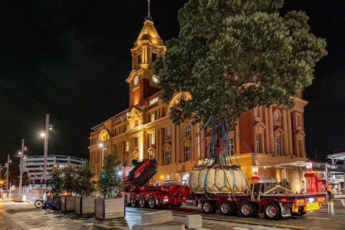 40 year-old pohutukawa return to Quay Street in overnight crane-lift