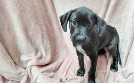 Arya - ON HOLD tile image