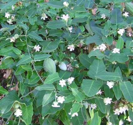 Pest plant species moth plant vine that strangles native trees and plants