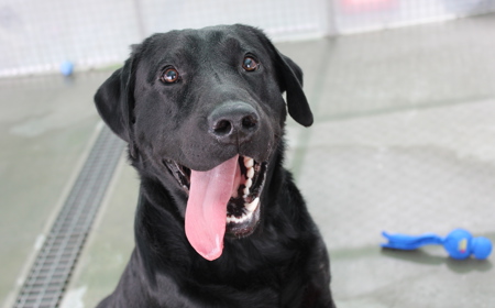 Batman (ON HOLD) tile image