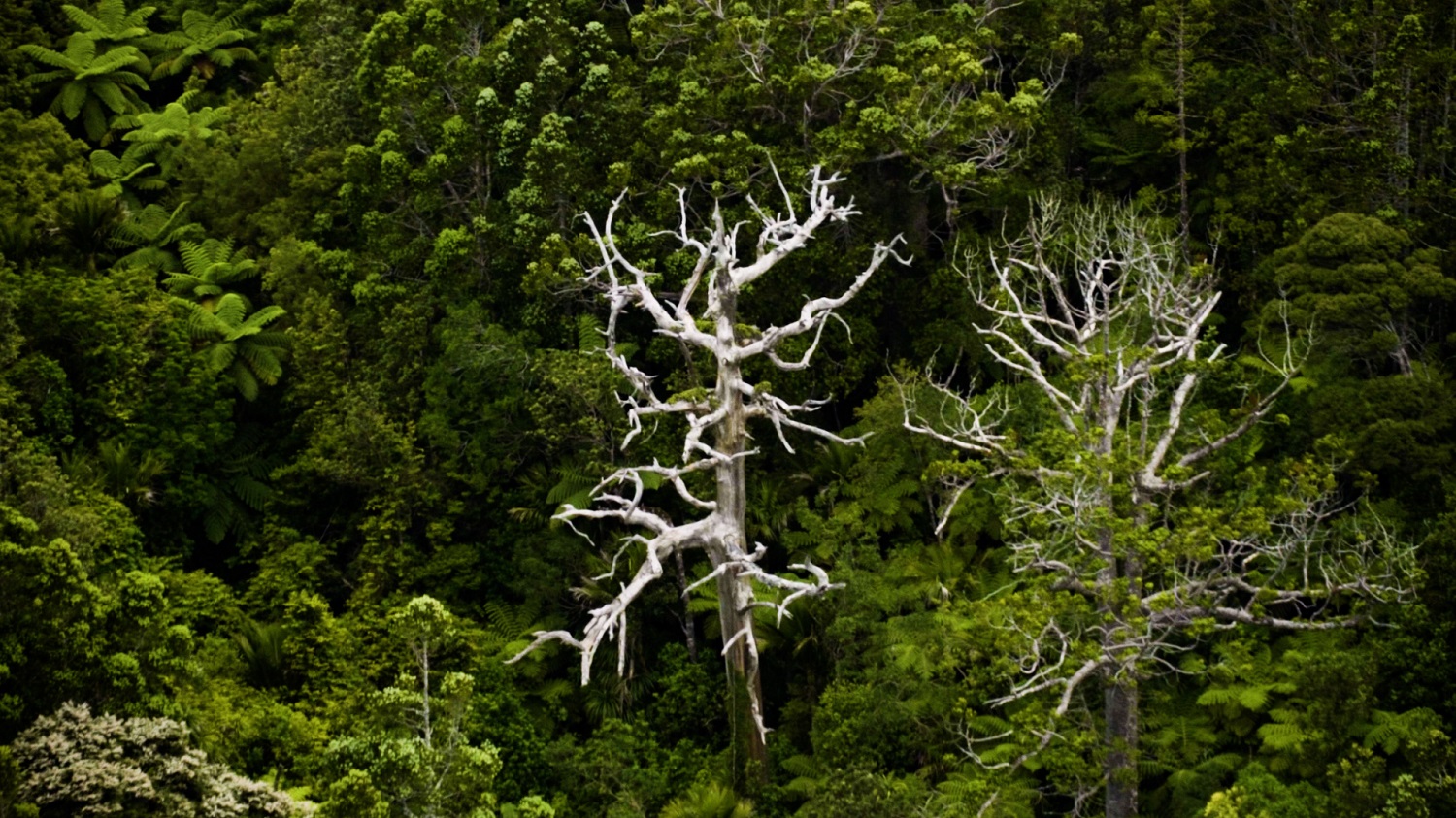 Second kauri dieback offender fined for entering closed tracks