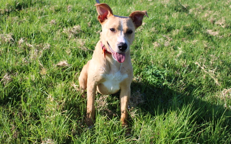 Maple (ON HOLD) tile image