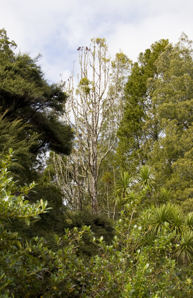 Kauri dieback 1