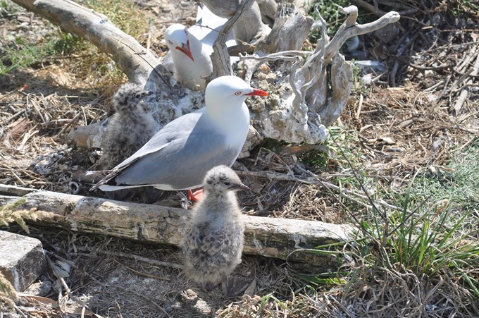 Decoys lure birds to new breeding site (1)
