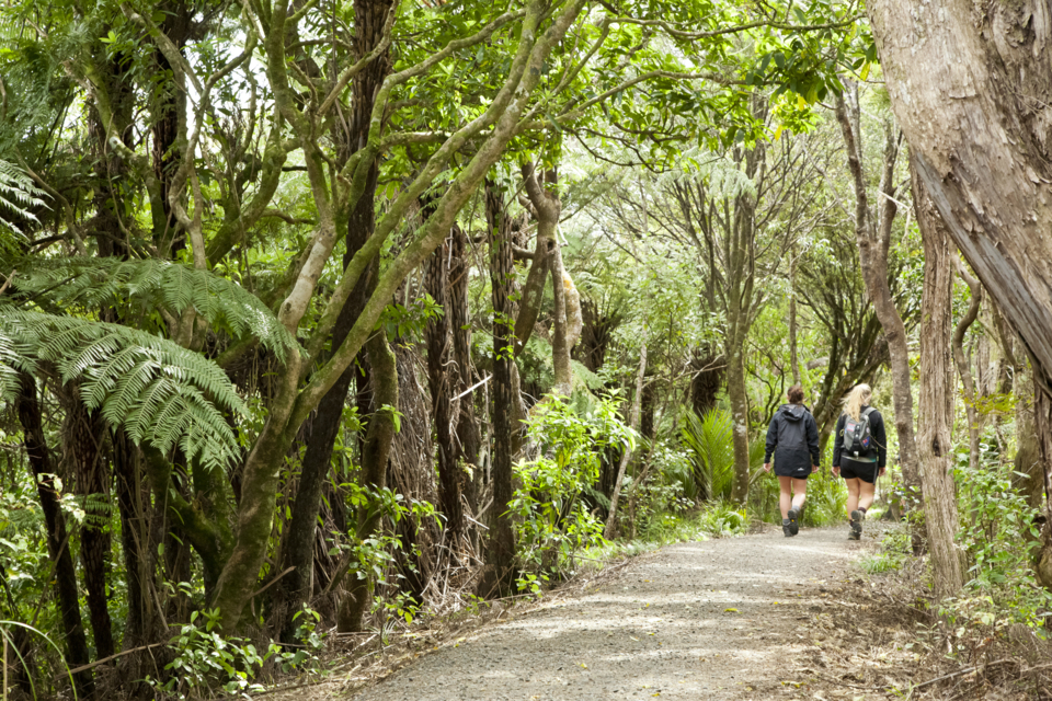 One of several walks from the Arataki Visitor Centre.