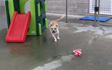 Takapō (ON HOLD) tile image