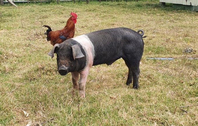 Rooster takes pig under his wing