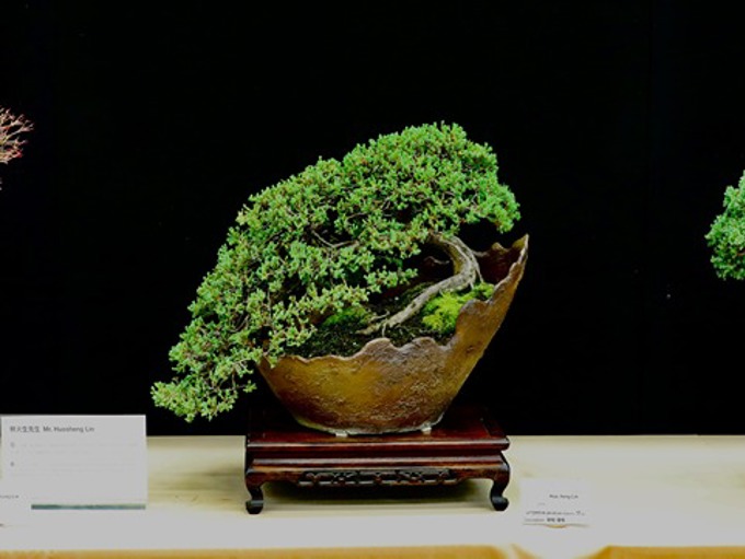 35 Dragon Bonsai Day 2025