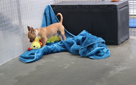 Pāeroa (ON HOLD) tile image