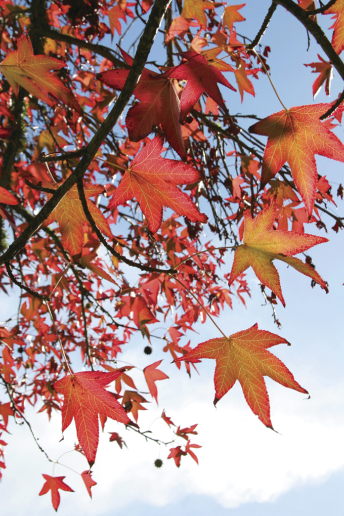 Nature’s medicine: The benefits of nature in winter