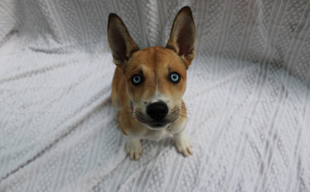 Te Waihou tile image