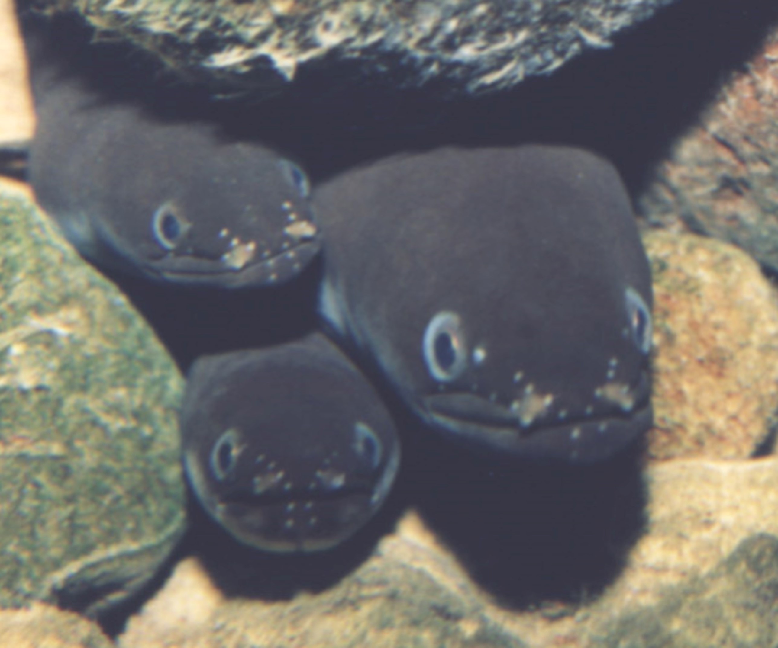 Please - leave our eels alone - OurAuckland