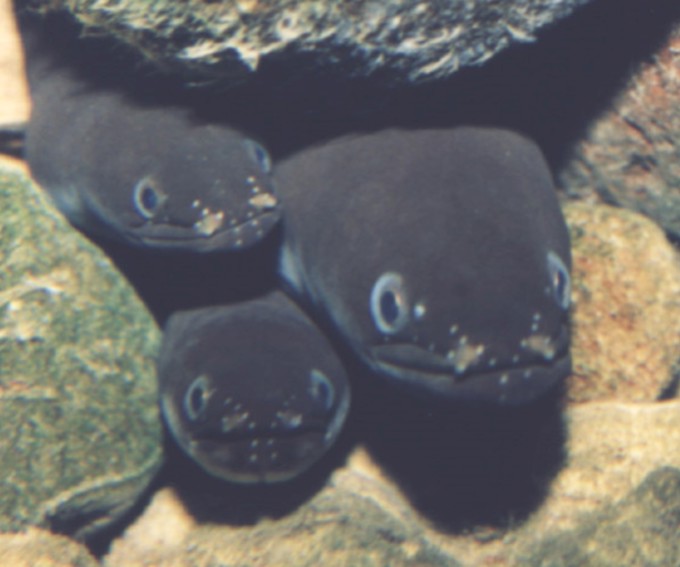 Eel Faces
