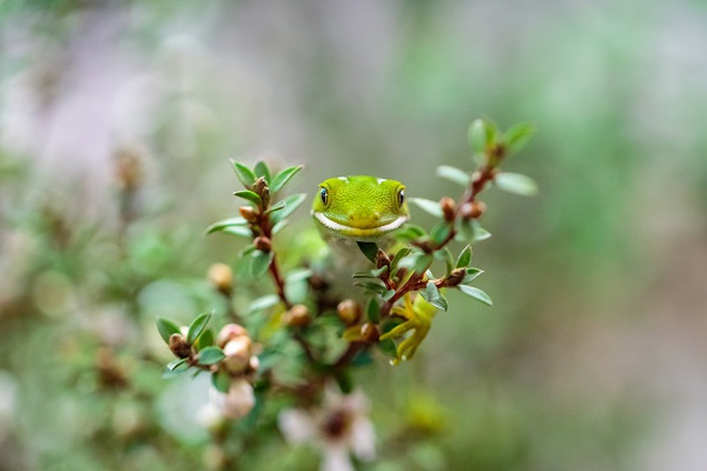 Get to know your local wildlife for World Wildlife Day - Lizard