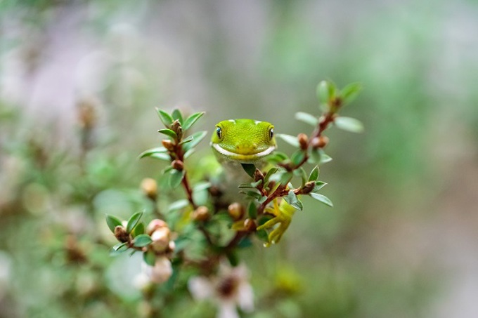 Get to know your local wildlife for World Wildlife Day - Lizard