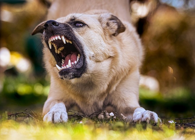 Stock image of a aggressive dog