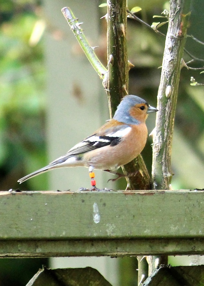 Backyard birds - Chaffinch