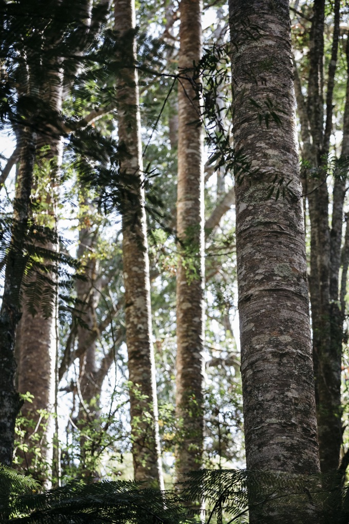 Kauri dieback prosecution
