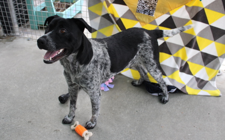 Platypus (ON HOLD) tile image