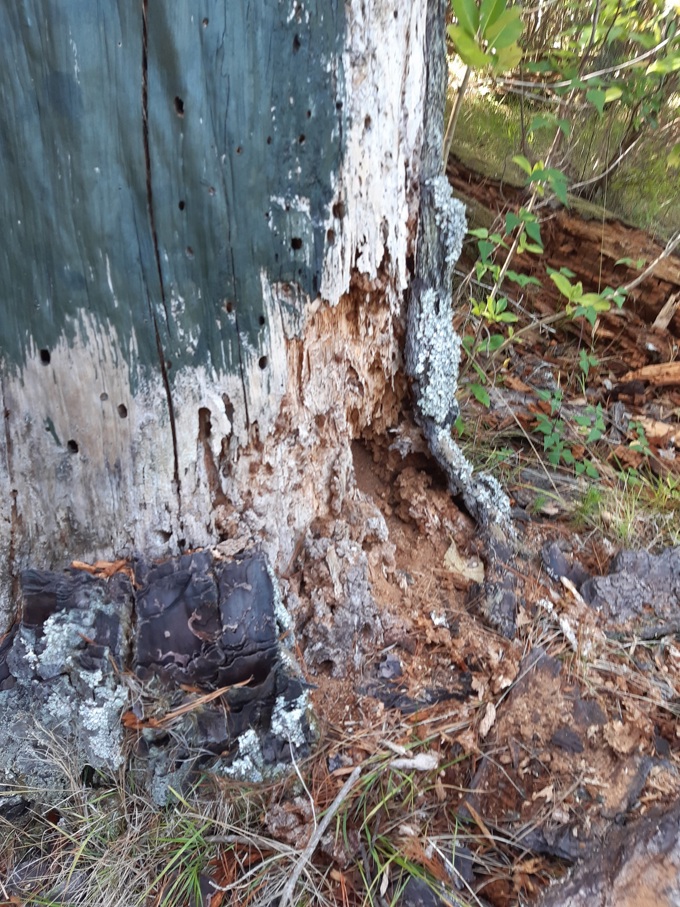 Regeneration works underway at Western Springs (3)