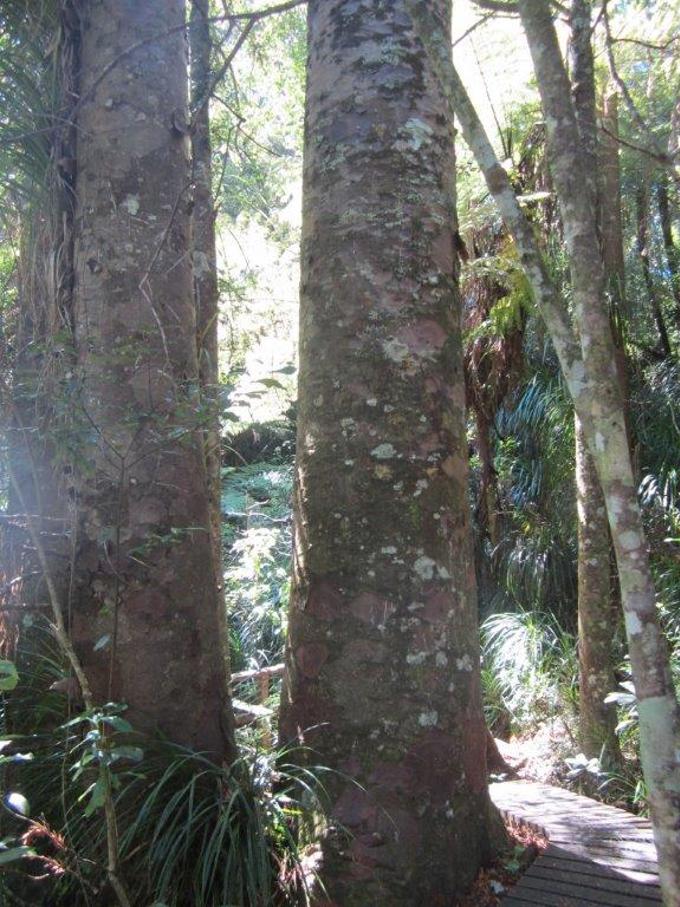 Ancient Forests Chatswood