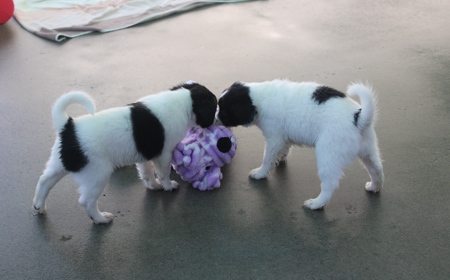 Squirtle (ON HOLD) tile image