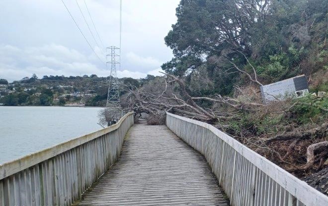 Tree collapsed on boardwalk of Manukau Coastal Track.