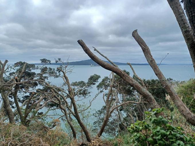 Unauthorised pōhutukawa trimmed clifftop