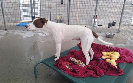 Margaery (ON HOLD) tile image