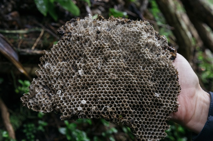 Wasp nest discovery a timely summer reminder (2)