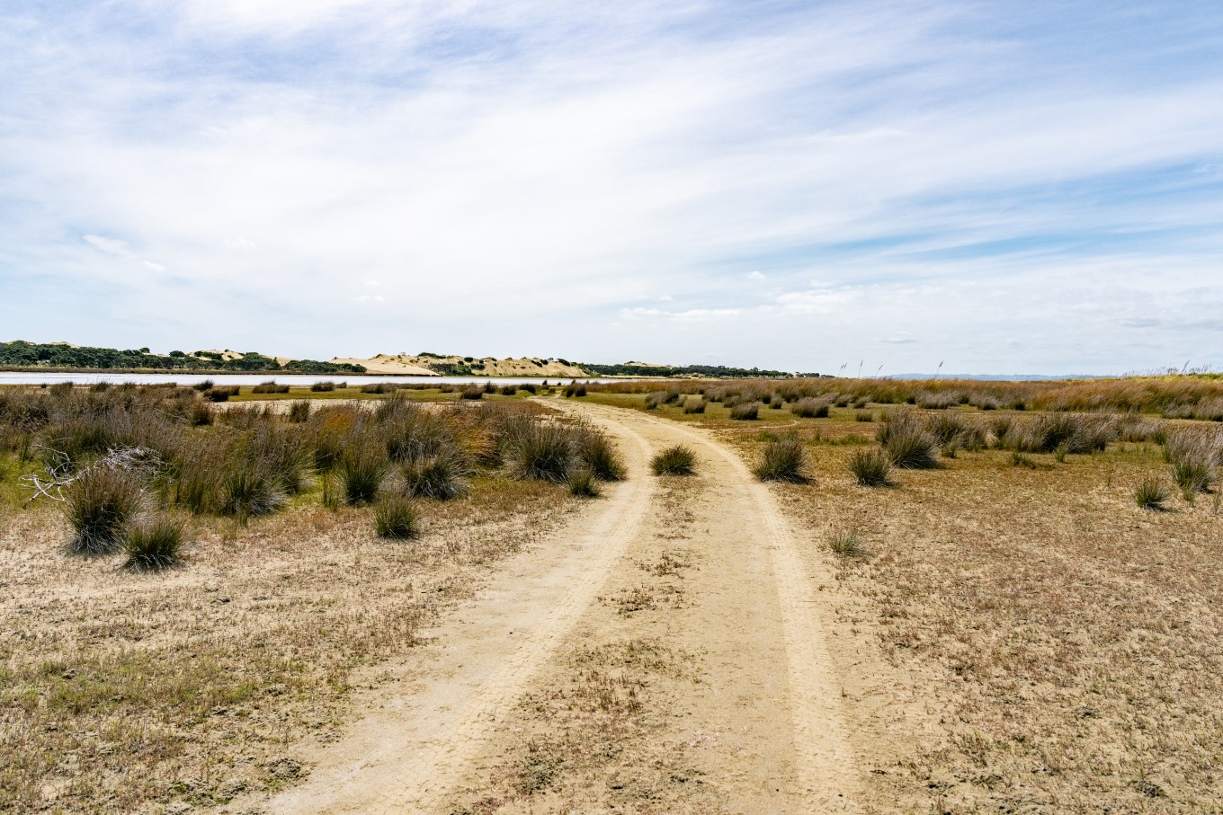 Kaipara dunes.