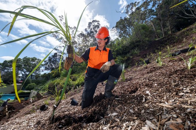 Native plants have been planted above a 26 metre watermain._ldsrci43.jpg